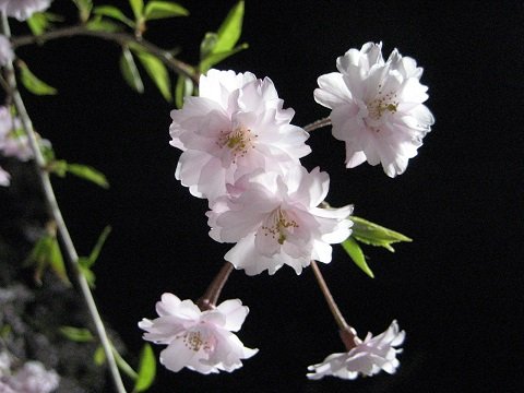 kittenc_kaoru's profile picture. ほどよく腐敗したオタク。聖闘士星矢好き、ドラゴン偏愛。発作対処用なので呟きも腐的病的傾向は否めません。時々CPモノ含む1ツイートSSを呟きます。フォローは自己責任でお願いします。