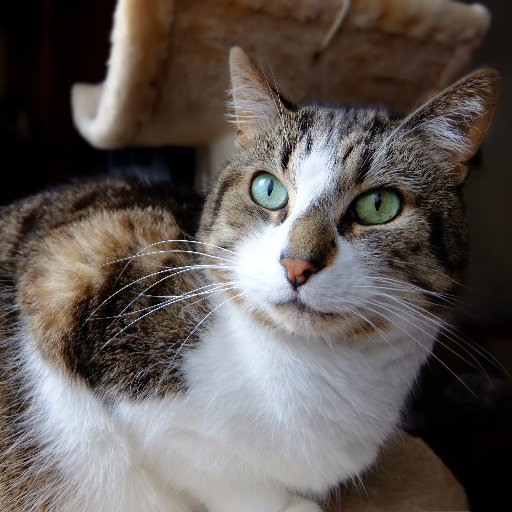 Spokescat Mac provides pawsome project updates. Research into the unique life of pet cats in Cornwall. Where do they visit beyond the cat flap? @UoExeterCEC