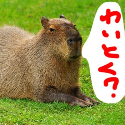 じゃーじゃー言いたい系男子／3秒しゃべれば友だち／でんぱ／まねき／虹コン／バンもん／天晴れ／FES☆TIVE／放プリ／アイカレ／妄キャリ／ベビレ／BiSH／わーすた／神宿／しゅかしゅん／フォローご自由に／フォロバ気まぐれ／お返事はできるだけします