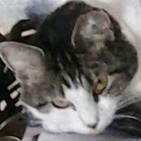 Kathleen Fisher (@fisher1946) 's Twitter Profile