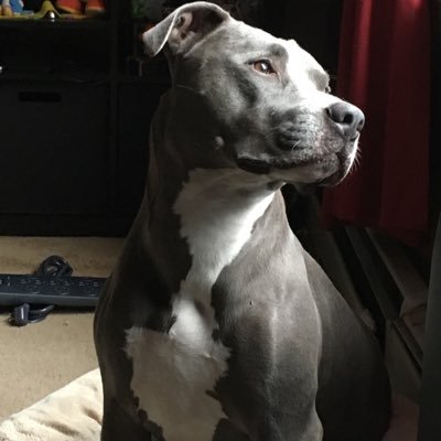 I'm Mugen, an American Pit Bull Terrier. I love everyone & everything, except BSL! My goal is to spread love to everyone in real life and my YouTube channel.