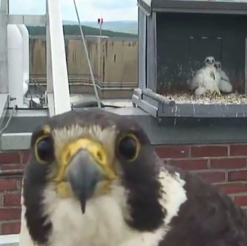 The official Twitter account for the peregrine falcons nesting at UMass Amherst. Now on Instagram https://t.co/JD6zb7MKfE