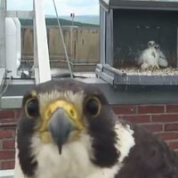 Du Bois Falcons(@DuBoisFalcons) 's Twitter Profile Photo