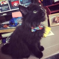 Max von Floof (@maxvonfloof) 's Twitter Profile