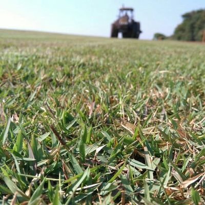 Gramas todas variedades, direto do produtor com os melhores preços, entregas a partir de 400m. Consulte-nos (15) 3373-1802 / 99765-1985 / nextel id:55*89*14488