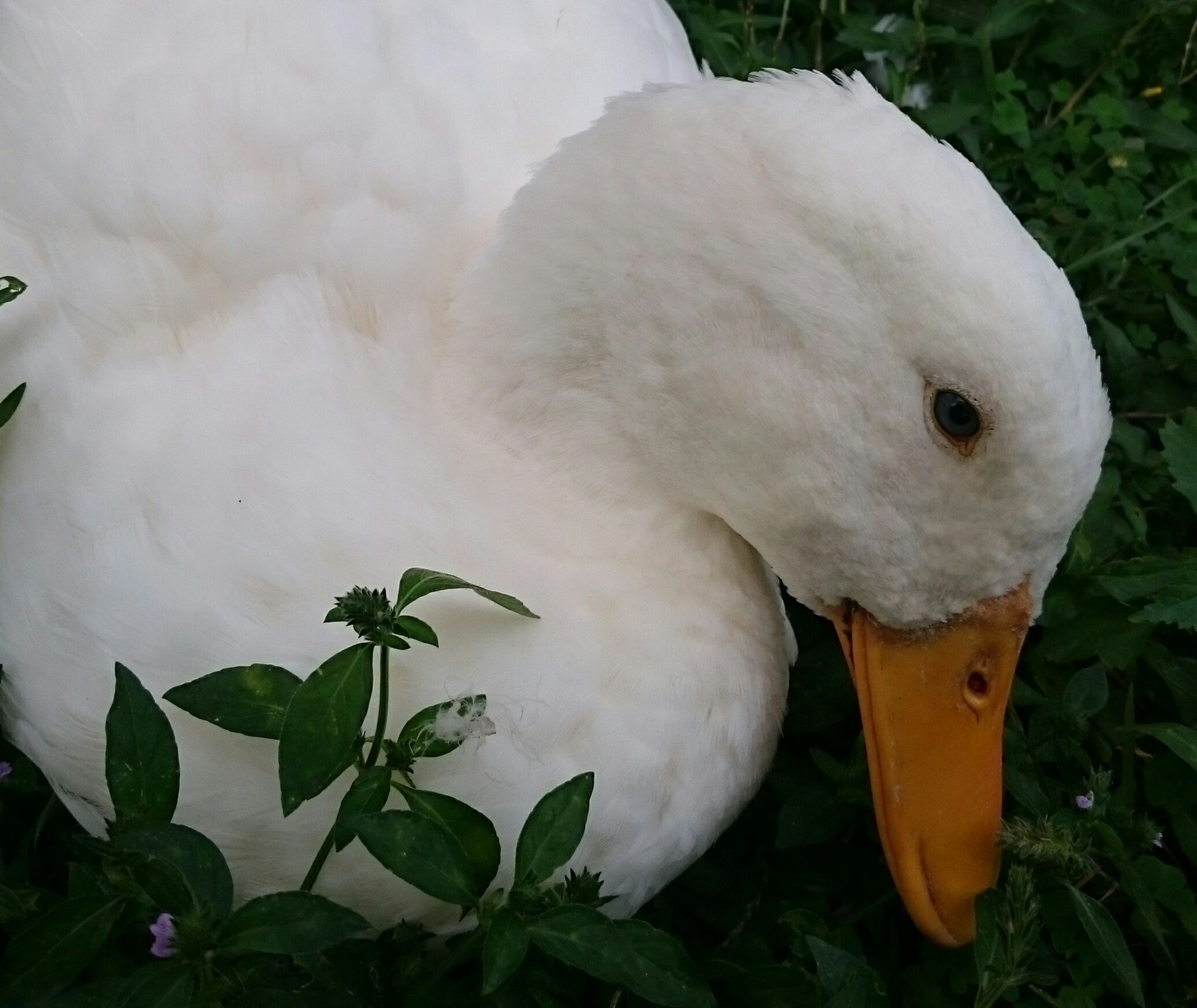 nippon_kakusei's profile picture. 日本の皇室を誇りに思っています。
神道や様々な日本文化、日本人の精神性を守っていけたらなぁ😊
最近通知が来たり来なかったりで反応が鈍くてすみません💦