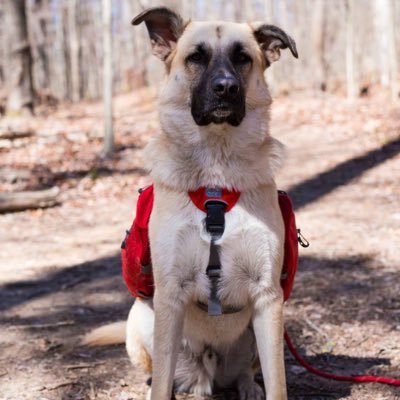 Adventure-Loving German Shepherd-Husky living in the Midwest!