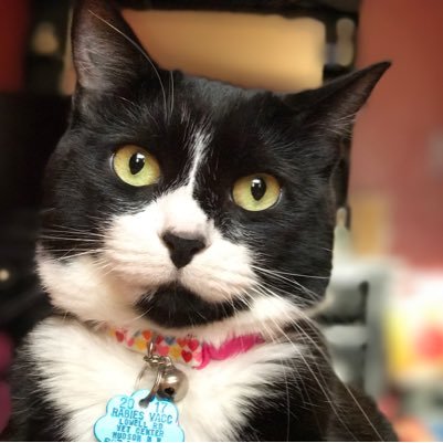 Hello, My name is mittens. I am 6 years old.. But still act like a kitten. My Humans are my world as I am theirs. They say I'm the best cat in the world.