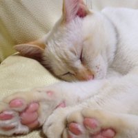 ねこ (@_love_neko_) 's Twitter Profile Photo