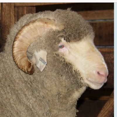 Gippsland Stud Merino Breeders. Six dedicated breeders of profitable sheep, soft free crimpy wool on a large easy care frame. Ram Sale Tuesday Sept 3rd