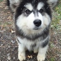 John Isabel (@johnisabel126) 's Twitter Profile