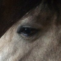 Georgie Horrell (@gahorrell) Twitter profile photo