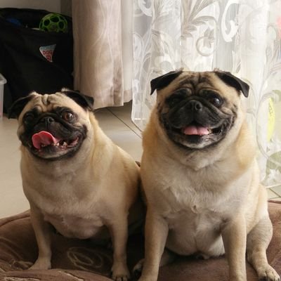 chipshaggispugs's profile picture. We're Chips and Haggis! We're pugs! Got treats? #pugchat international correspondents. (over)fed by @hmemcpy