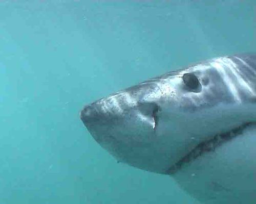 LOVED by Great White Shark Divers everywhere!!
Backpackers Hostel & Budget Accommodation in Hermanus, South Africa