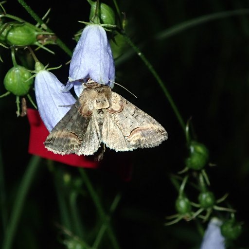 DaichiFunamoto's profile picture. Plant-pollinator interactions
