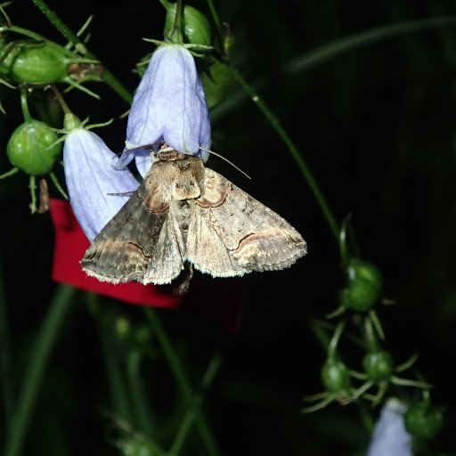 Plant-pollinator interactions