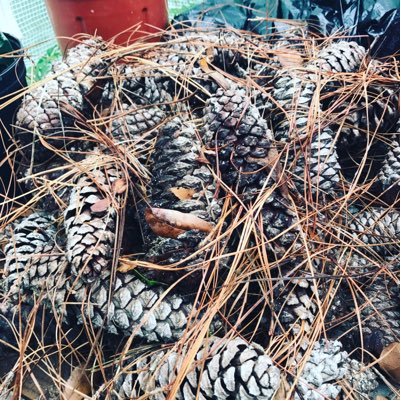 I'm an artist, it's just my canvas is a pinecone