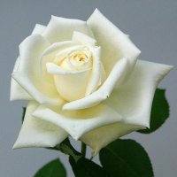 زين عنبر (@zain_anbar) Twitter profile photo