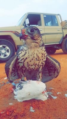 nasrn992's profile picture. PT