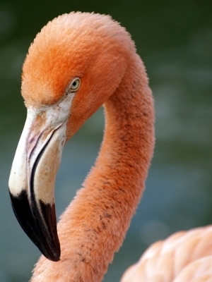 I am Philbert the Philosiphizing Flamingo