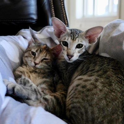 We are Oliver and Eleven, but you can call us Olly and Elle. We are siblings and love to play. Please follow us for daily pictures and videos.