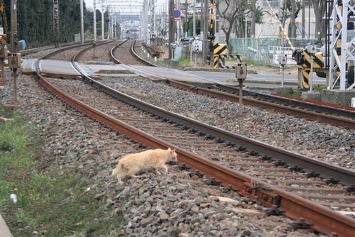 ワケあって自由気ままに生きています。鉄道、写真、音楽、美味いもの（特に鮨）が好き！ 基本的には性善説論者。尊敬と配慮を以って人と接するよう日々心がけております。四代続く伯家神道の家系。勿論、保守護国尊皇派であります。ＤＭを頂いてもお返事が遅れがちであります。どうぞ気長にお待ちくださいませ。m(_ _)m