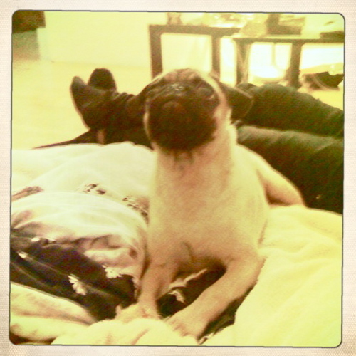 I am THE GIZ... Thugg pug.. My bff is Beardo the pug.. My Mommiez are Ms.Sybil and Ms.Rin. I love food peanut butter is nom