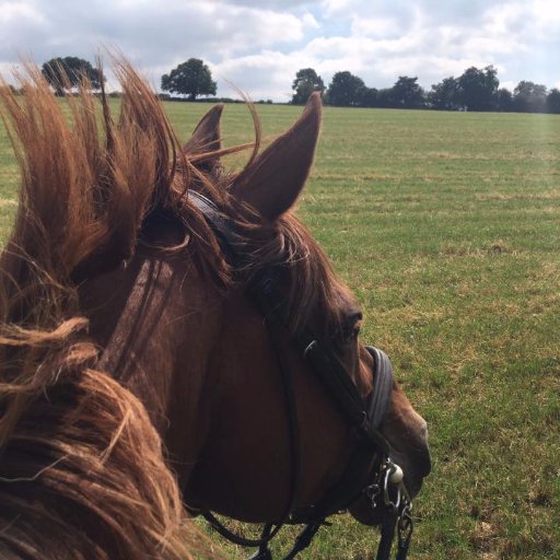Common Sense Horsemanship, Equine Lecturer, Riding Instructor, Blogger, Equine Professional #20minflatwork #20minjumping #20minpolework #20mingroundwork