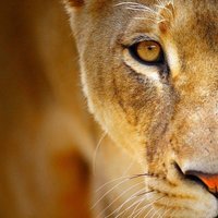 Keith Elementary (@cfisdkeith) 's Twitter Profile