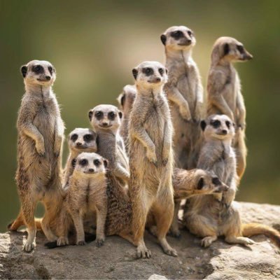 dever_speck's profile picture. Brenau Academy '54; Immanuel School of Nursing '59; Midland University '59; Married '59; Children '60, '62, '67 & '71.   1 🐶2 🐱 🐱live on a farm. Democrat.