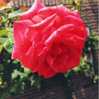 Rf944's profile picture. 
