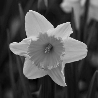 Un narciso sin color que repite todo aquello que dicen los demás. Se dice que si repite algo que concuerde con sus sentimientos, mostrará su verdadera forma.
