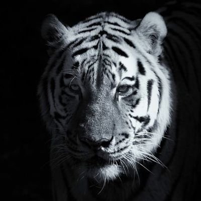 SiraSaki Profile
