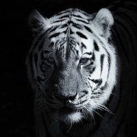 SiraSaki (@siraphoto) 's Twitter Profile