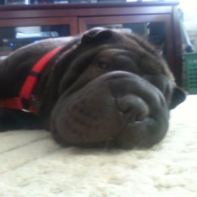 JeanMalherek's profile picture. 