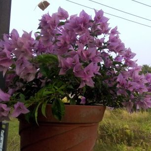 sasicr's profile picture. 