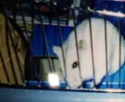 riruriruoriru's profile picture. 