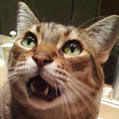 CathyCraycraft's profile picture. Creative Director, Designer, Animal Lover, Foodie.