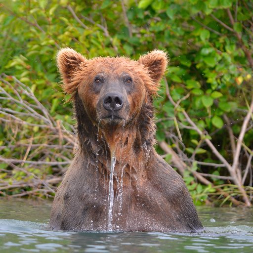 Tweets and live updates from the Wild Alaska Live team, a wildlife spectacle on @BBCOne & @PBS.  Send us your sightings and questions with  #AlaskaLive