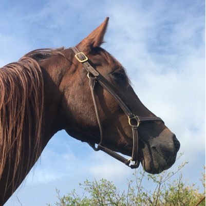 nerd, photographer, hedonist ❤️ hoses, animals, my garden and freedom of speach. Convinced KISS digininja.dk
