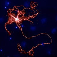 Alzheimer’s Research UK Drug Discovery @ UCL (@aruk_ucl_ddi) 's Twitter Profile
