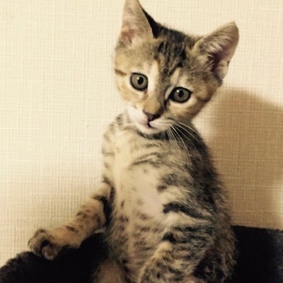 yozakulaさんのプロフィール画像