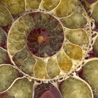 shesellsseashells (@noeggsbert) 's Twitter Profile Photo shesellsseashells (@noeggsbert) 's Twitter Profile Photo