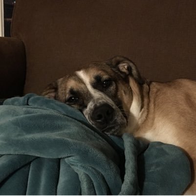 aubribella833's profile picture. Proud mom & Minnesotan. ❤️ kids, animals, gardening, movies, books & 🎶. Strongly dislike mean people, greedy people & the self righteous. #notmypresident