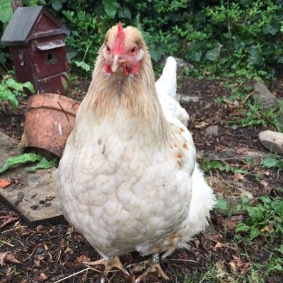 chikkinsisters's profile picture. We is 5 chikkins called Vivienne, Martha, Raven, Florence and Serafina Pekkala. We likes mealyworms, @hobywan, @alnwickarts. All views is chikkin based.