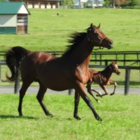 Town & Country Farms (@towncountryfarm) 's Twitter Profile