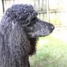 standardpoodlel's profile picture. Animal Lover. Have two Standard Poodles, Abby and Lilly, who are the sunshine in our lives. Love the Patriots, Red Sox, and the Cowboys!