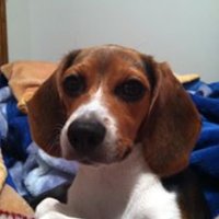 Scout the Beagle(@dasw0nderkid) 's Twitter Profile Photo