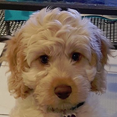 pupnamedjasper's profile picture. 