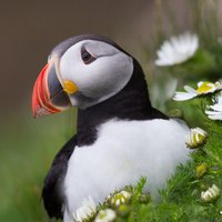 Shetland Wildlife(@ShetlandWild) 's Twitter Profile Photo